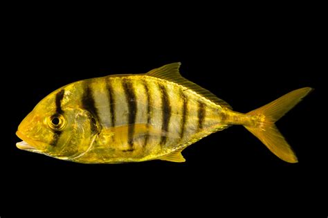 Golden trevally (Gnathanodon speciosus) .
